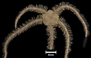 Media type: image;   Invertebrate Zoology OPH-3800 Description: Top down view of single ophiuroid specimen with a scale bar.;  Aspect: dorsal